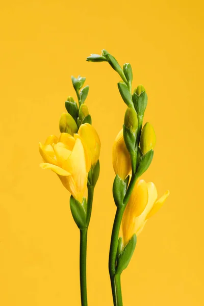 Vista de cerca de hermosas flores de fresia amarillas aisladas en amarillo - foto de stock