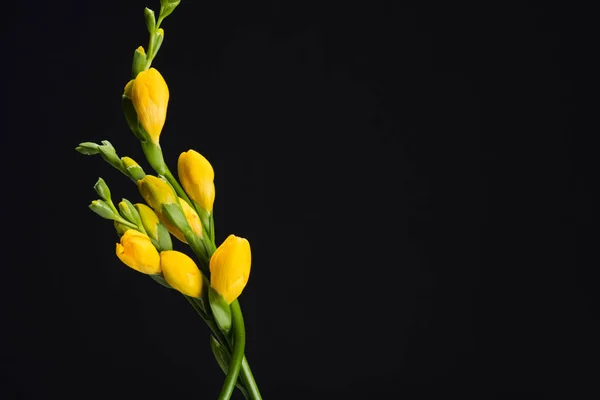 Vista de cerca de hermosas flores de fresia amarillas aisladas en negro - foto de stock