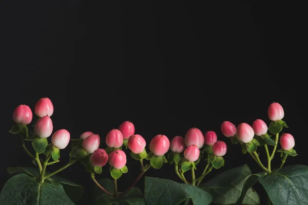 Vue rapprochée des plantes avec des baies d'hypericum rose isolées sur noir — Photo de stock