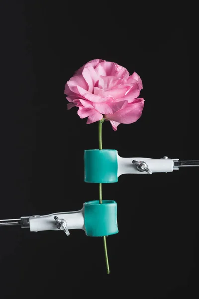 Vista de perto da bela rosa florescendo rosa e clinches isolado em preto — Fotografia de Stock