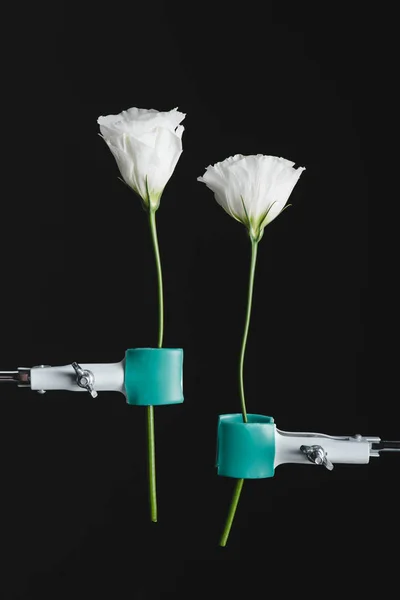 Nahaufnahme weißer Eustoma-Blüten und Clinches isoliert auf schwarz — Stockfoto