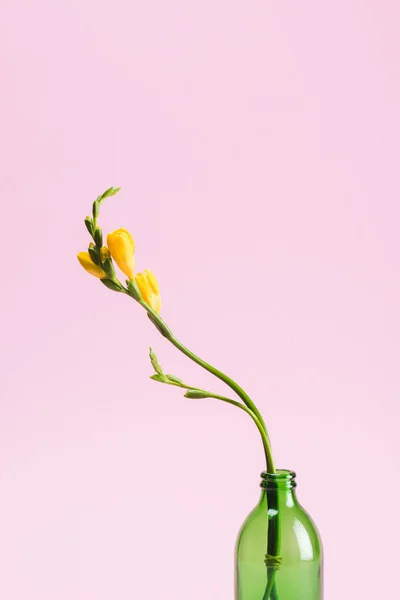 Закрыть вид на красивый желтый цветок фрезии в стеклянной бутылке, изолированной на розовом — стоковое фото