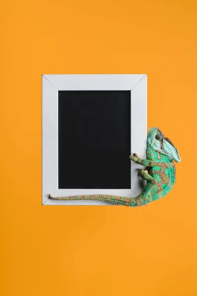 Beautiful bright green chameleon on blackboard in white frame isolated on orange — Stock Photo