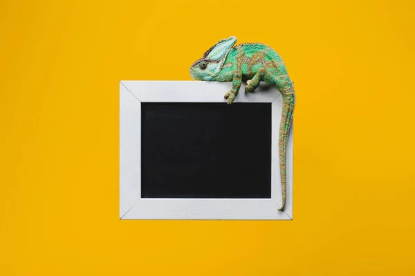 Beautiful colorful chameleon on blackboard in white frame isolated on yellow — Stock Photo