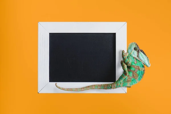 Schöne leuchtend grüne Eidechse auf Tafel in weißem Rahmen isoliert auf orange — Stockfoto