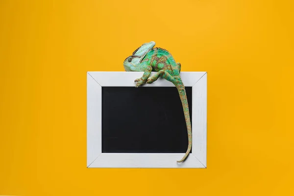 Beautiful bright exotic chameleon on blackboard in white frame isolated on yellow — Stock Photo