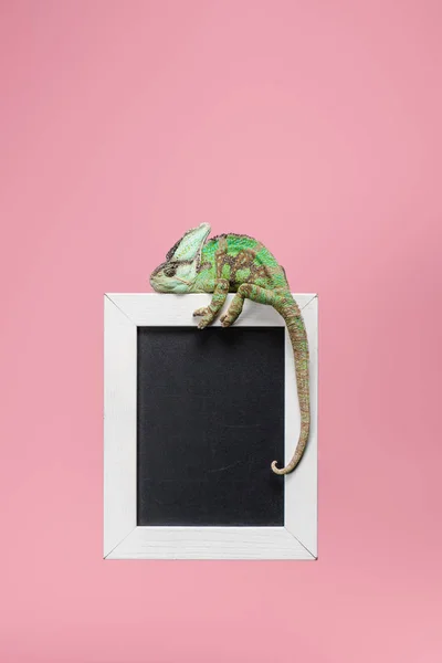 Beautiful bright green chameleon on blackboard in white frame isolated on pink — Stock Photo