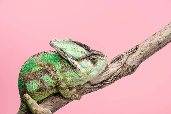 Schöne leuchtend grüne Chamäleon sitzt auf Ast isoliert auf rosa — Stockfoto