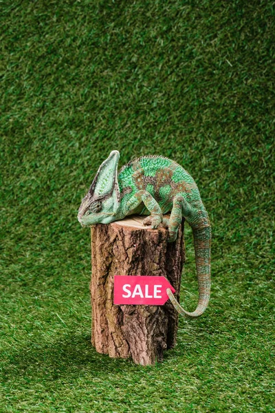 Side view of beautiful bright green chameleon sitting on stump with sale sign — Stock Photo