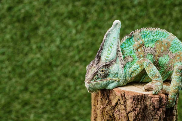 Green chameleon with camouflage skin sitting on stump — Stock Photo