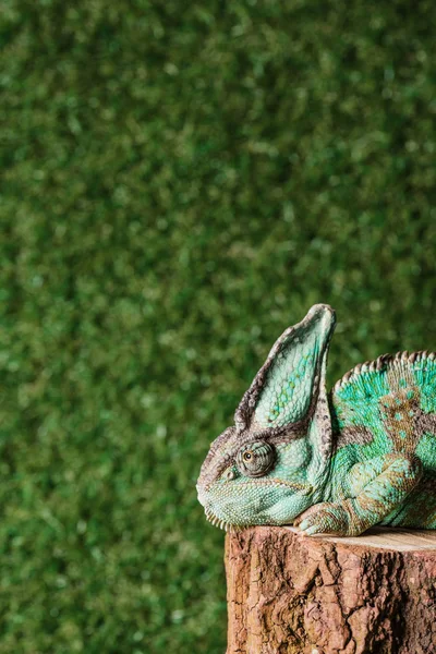 Camaleão bonito com pele de camuflagem sentado no toco — Fotografia de Stock