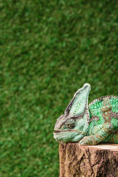 Seitenansicht von schönen hellen tropischen Reptil sitzt auf Baumstumpf — Stockfoto