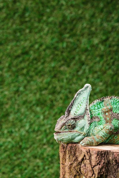 Vue latérale de beau reptile tropical lumineux assis sur souche — Photo de stock