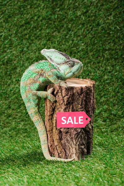 Beautiful bright green chameleon climbing on stump with sale sign — Stock Photo