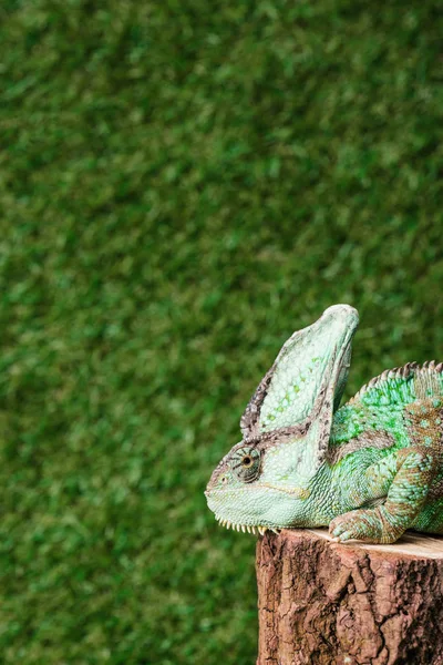 Vue latérale du caméléon vert exotique assis sur moignon — Photo de stock