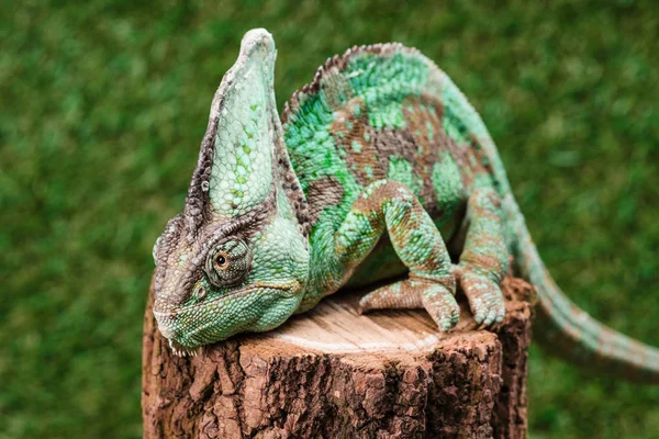 Close up of beautiful bright green chameleon sitting on stump — Stock Photo