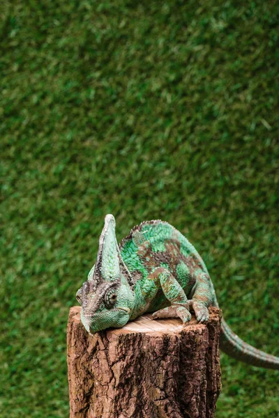 Beautiful bright green chameleon sitting on stump with green grass as background — Stock Photo