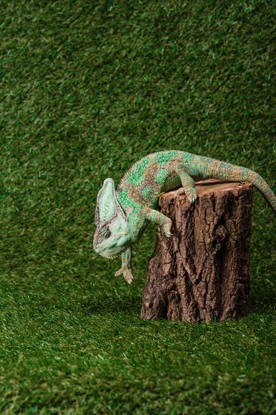 Vista lateral del hermoso camaleón colorido que baja por el muñón - foto de stock