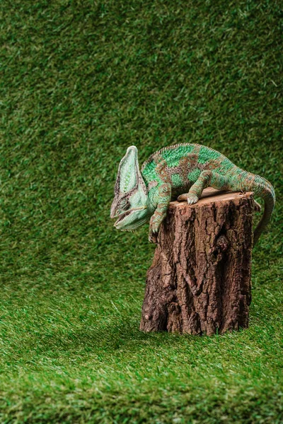 Vista lateral del hermoso camaleón verde brillante sentado en el muñón - foto de stock