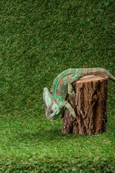 Side view of beautiful bright green chameleon climbing down stump — Stock Photo