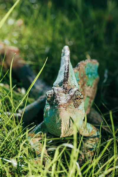 Beautiful bright green chameleon sitting in green grass and looking at camera — Stock Photo