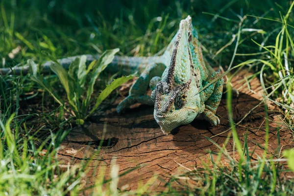 Красивый ярко-зеленый хамелеон сидит на пне — стоковое фото