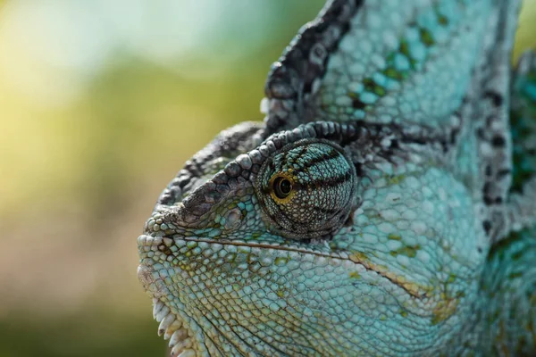 Vue latérale du beau caméléon vert vif — Photo de stock