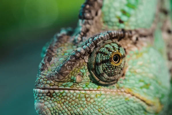 Close up of beautiful bright green chameleon — Stock Photo