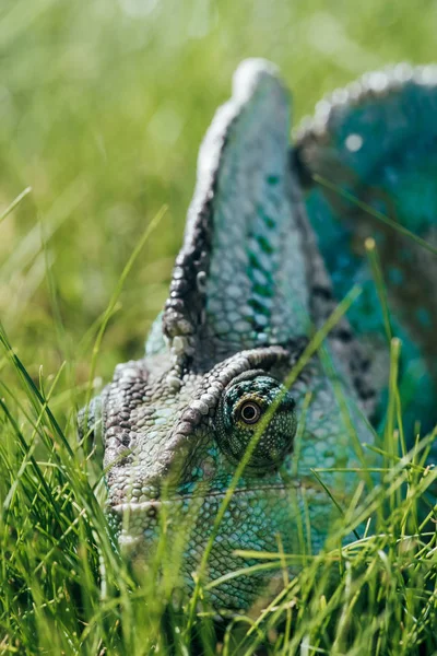 Bonito camaleão verde brilhante sentado na grama verde — Fotografia de Stock