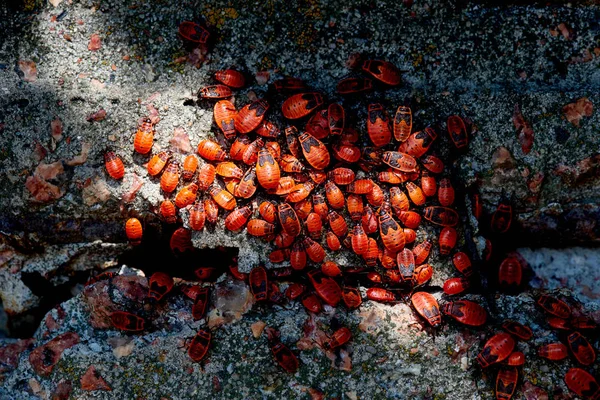 Vue de dessus de nombreuses punaises de feu rouges sur la surface du béton — Photo de stock