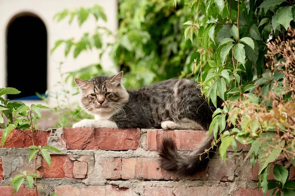 Gato esponjoso descansando sobre ladrillos con plantas verdes alrededor - foto de stock