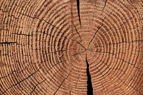 Полный каркас текстуры деревянного пня в качестве фона — стоковое фото