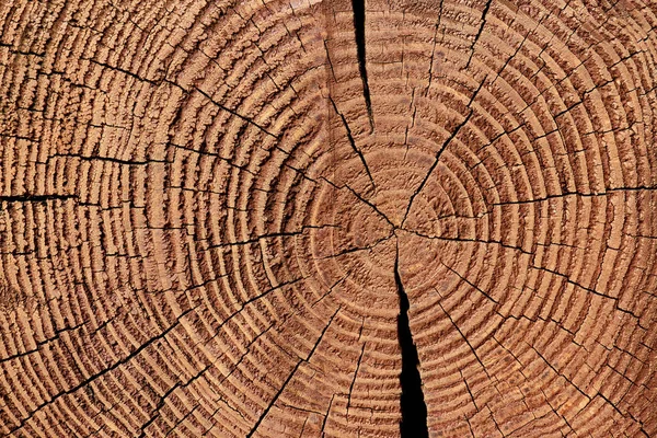 Full frame of wooden stump texture as backdrop — Stock Photo