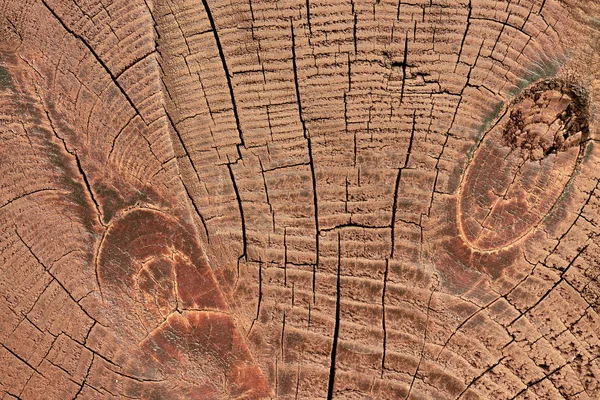 Marco completo de textura de tocón de madera como telón de fondo - foto de stock