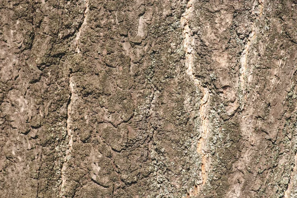 Close up texture of grey bark of tree — Stock Photo