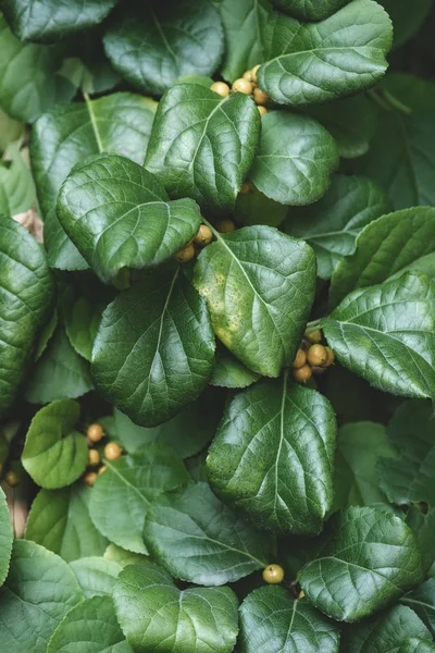 Close up of green leaves and yellow berries in park — Stock Photo