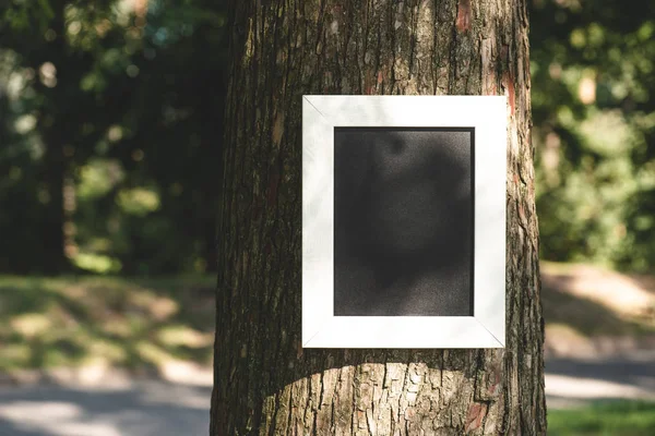 Planche vide dans le cadre sur écorce grise d'arbre dans le parc — Photo de stock