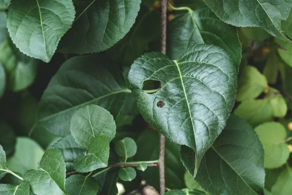 Крупним планом зелене листя на гілках в парку — стокове фото