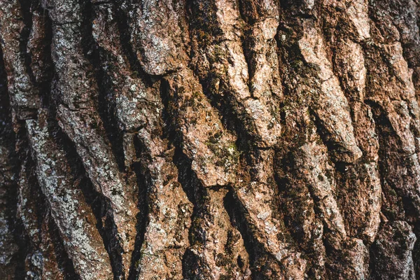 Close up texture of brown bark of tree — Stock Photo