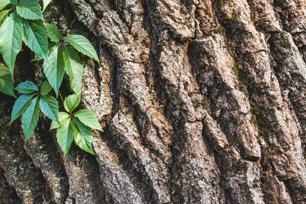 Gros plan de l'écorce de l'arbre avec des feuilles vertes — Photo de stock