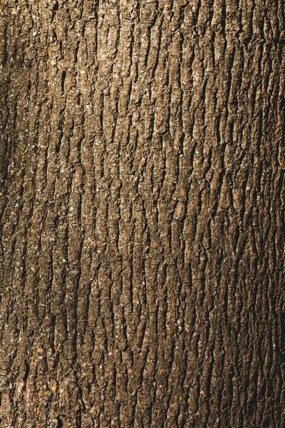 Close up of textured brown bark of tree — Stock Photo