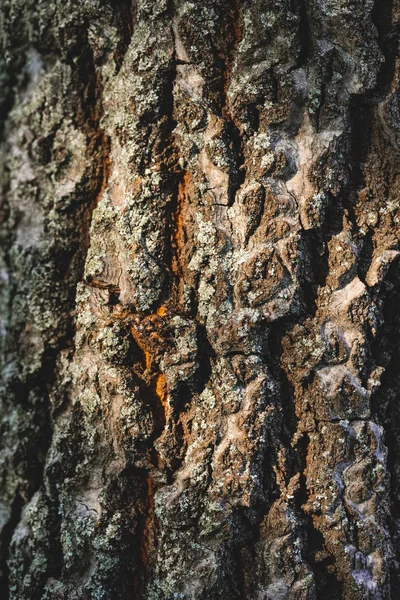 Закрыть текстуру серой коры дерева — стоковое фото