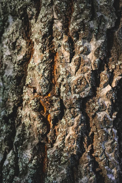 De cerca la textura de la corteza gris del árbol - foto de stock