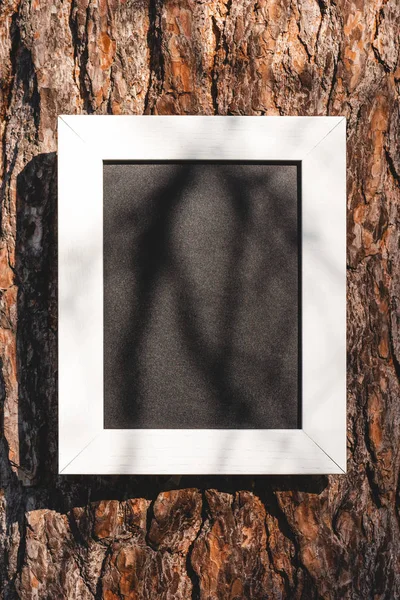 Пустая доска на коре дерева в парке — стоковое фото