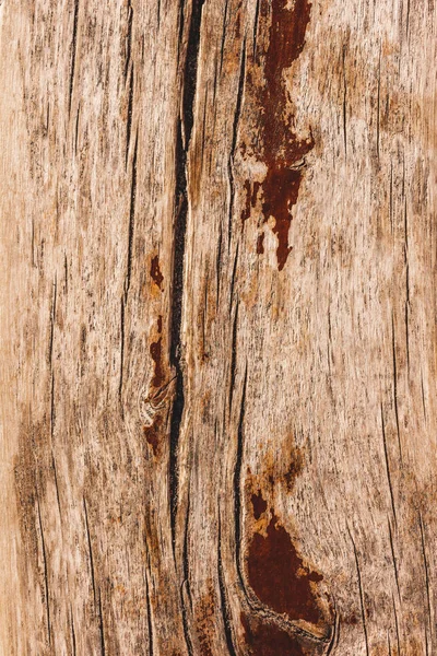 Close up of light brown bark of tree — Stock Photo