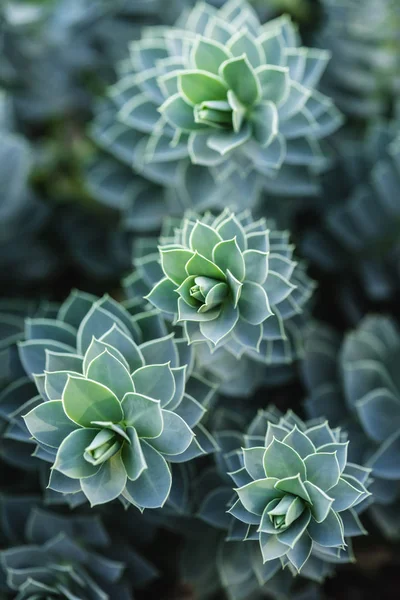 Foyer sélectif de belles succulentes dans le parc — Photo de stock