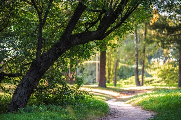 Sentier vide dans le parc avec des arbres verts et des plantes autour — Photo de stock
