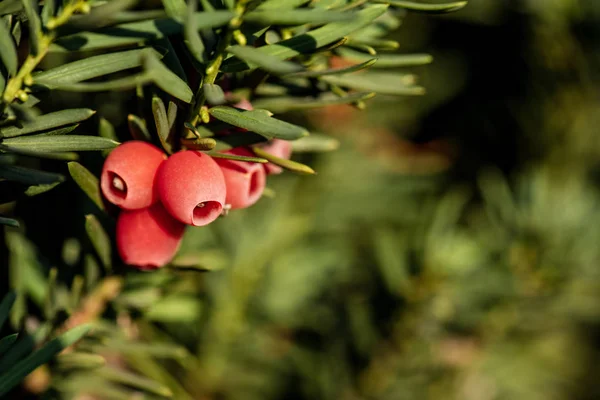 Selektiver Fokus schöner roter Beeren auf grünen Zweigen mit verschwommenem Hintergrund — Stockfoto
