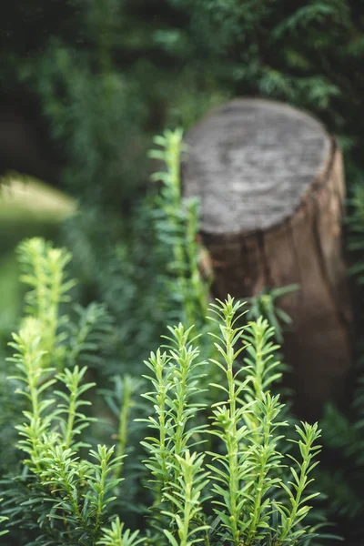 Beautiful green plants and blurred stump on background in park — Stock Photo