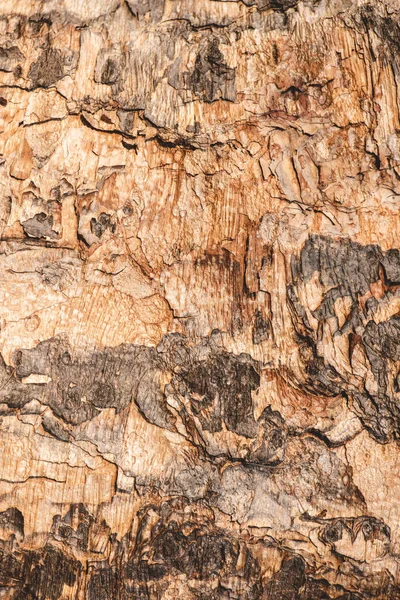 Close up of grey and brown bark of tree — Stock Photo